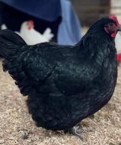 Australorp