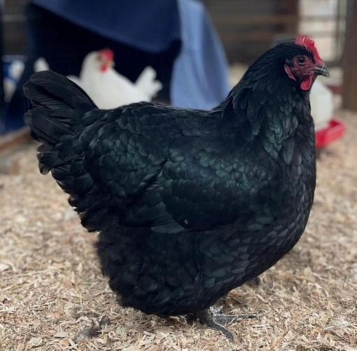 Australorp