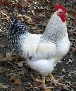 Buff Orpington