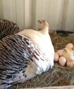 Turkeys