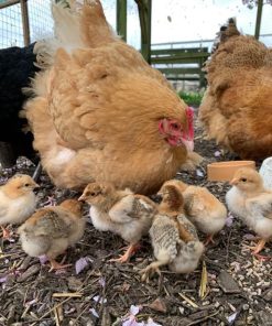 Chicken