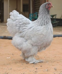 Brahma