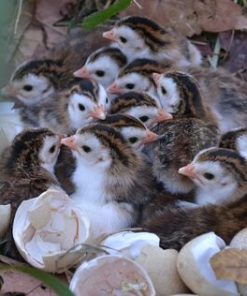 Baby Guineas (Guinea Keets)