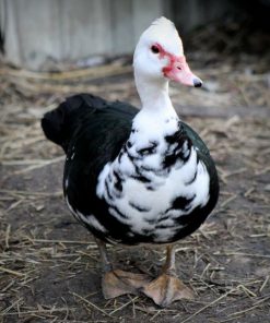Ducks