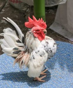 Serama