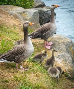 Geese