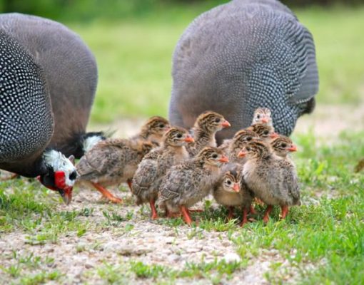 Guinea fowl - Image 2