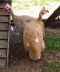 Guinea fowls