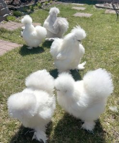 Silkie