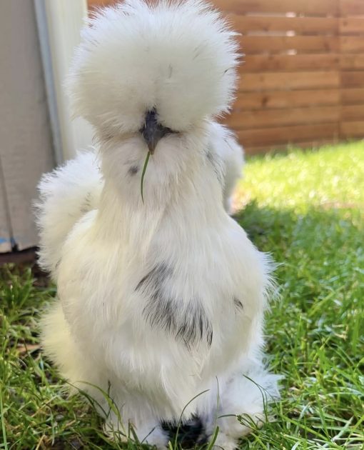 Silkie - Image 6