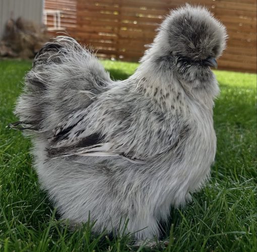 Silkie - Image 2