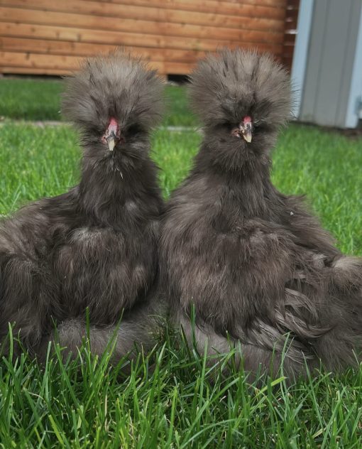 Silkie - Image 5
