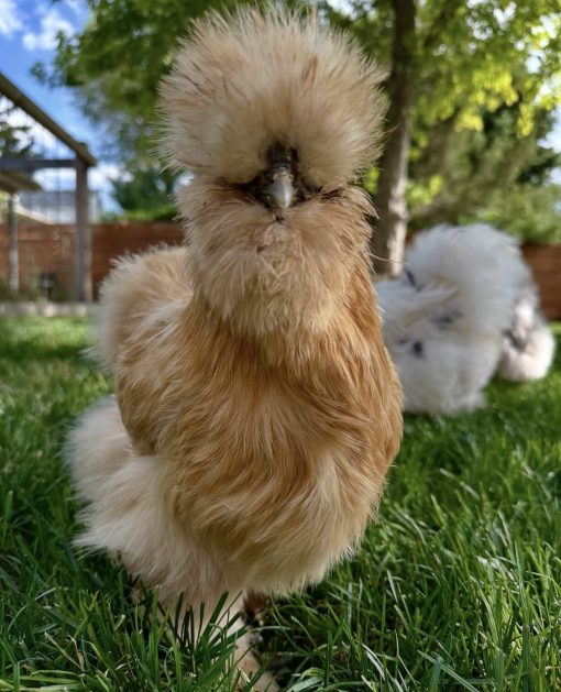 Silkie - Image 4