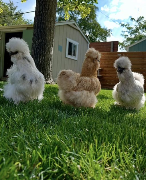 Silkie - Image 3