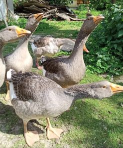 Geese