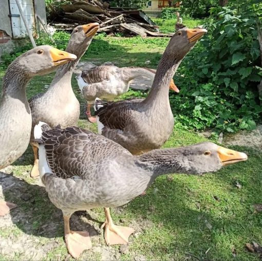 Geese