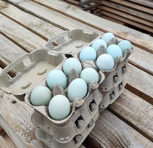 Lavender Araucana - Image 2