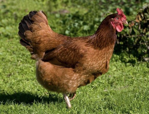Rhode Island Red - Image 6