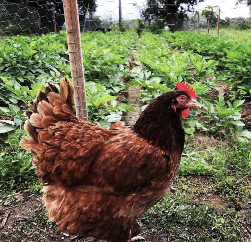 Rhode Island Red - Image 2