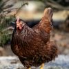 Rhode Island Red