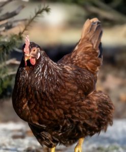 Rhode Island Red