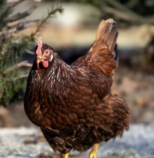 Rhode Island Red