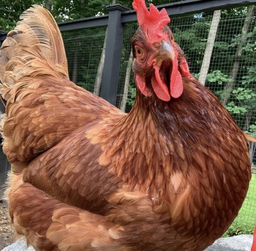 Rhode Island Red - Image 8
