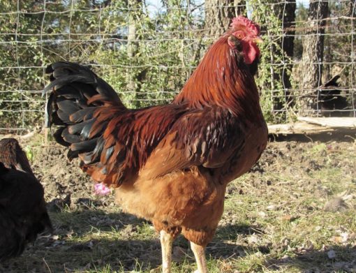 Rhode Island Red - Image 5