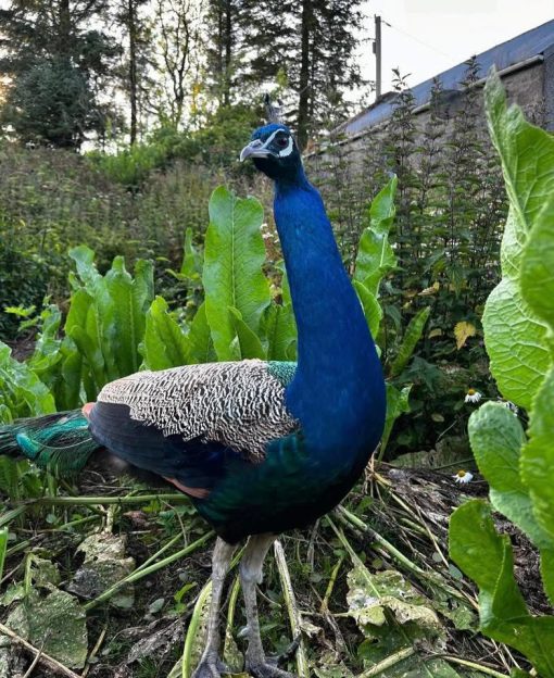 Peafowl - Image 4