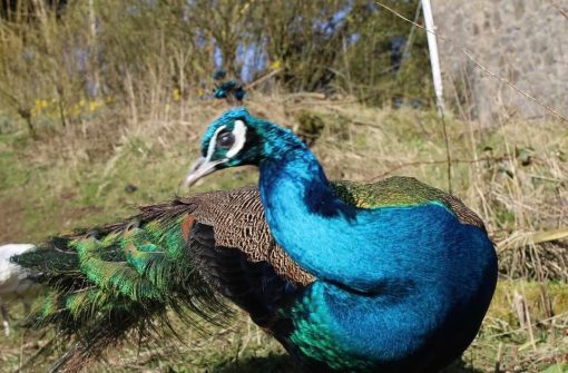 Peafowl - Image 2