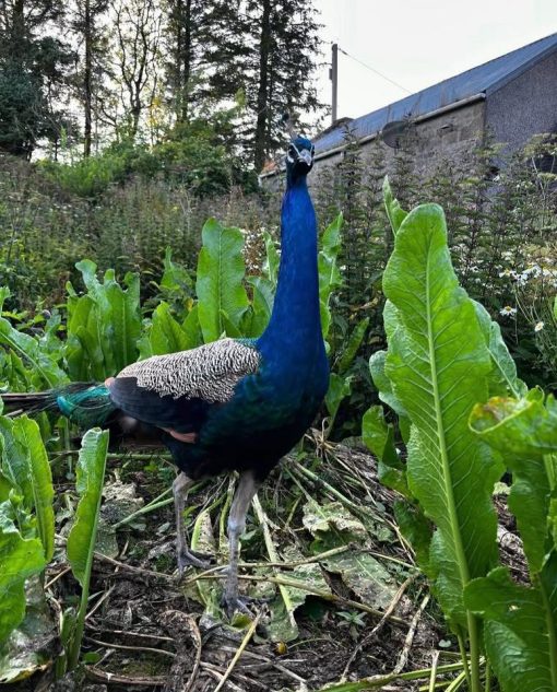 Peafowl - Image 5