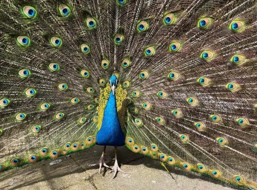 Peafowl - Image 3