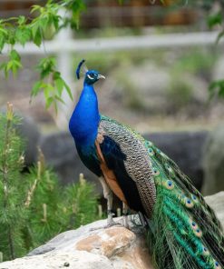 Peafowl