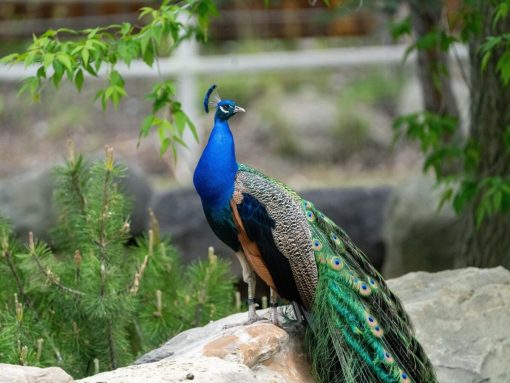 Peafowl