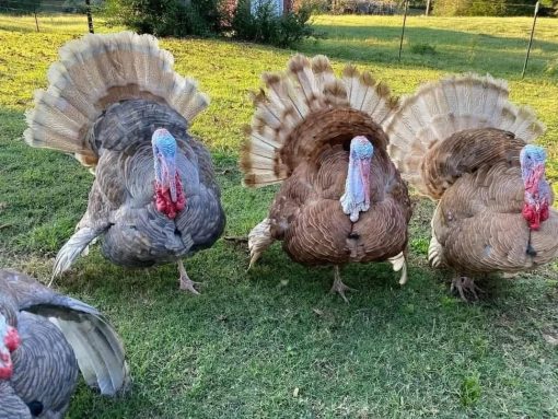 Turkeys - Image 4