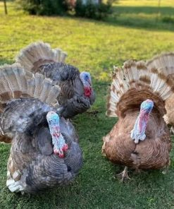 Turkeys