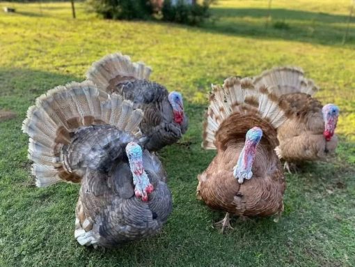 Turkeys
