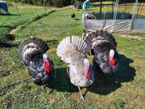 Turkeys - Image 3