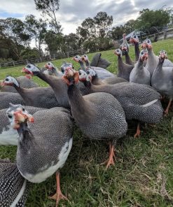 Guinea fowl