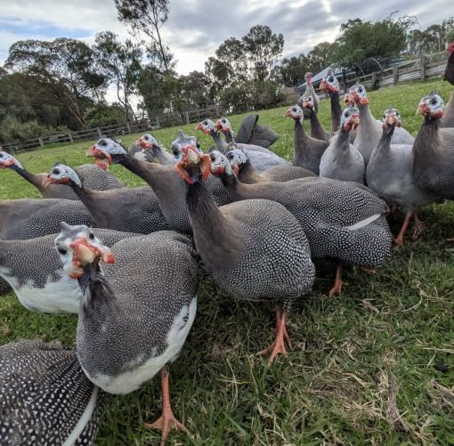 Guinea fowl