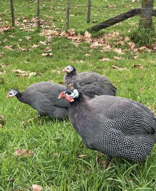 Guinea fowl - Image 6