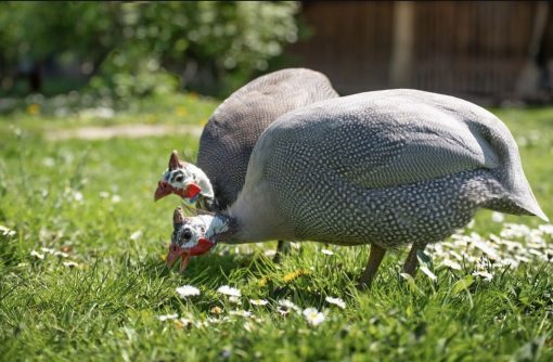 Guinea fowl - Image 5