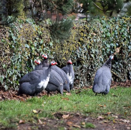Guinea fowl - Image 4
