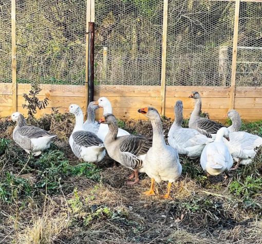 Geese - Image 2
