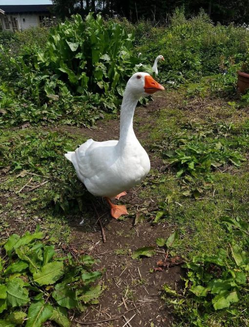 Geese - Image 4