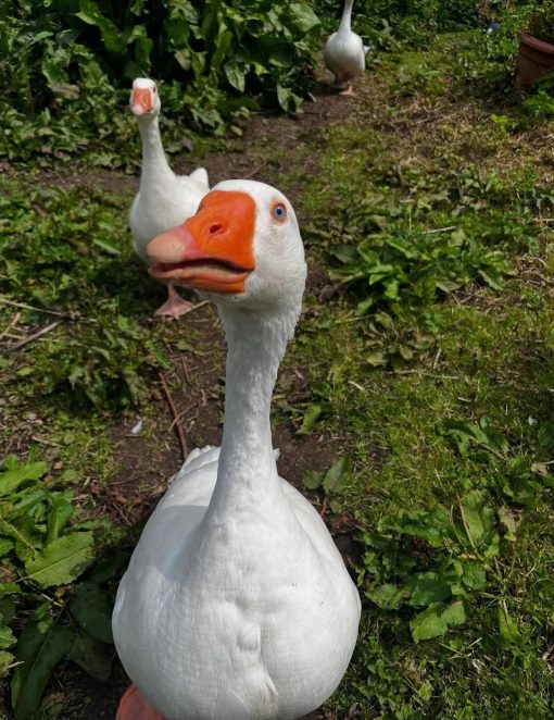 Geese - Image 3