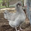 Lavender Araucana