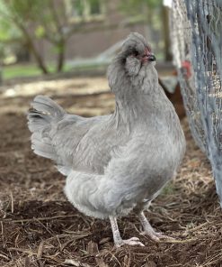 Lavender Araucana