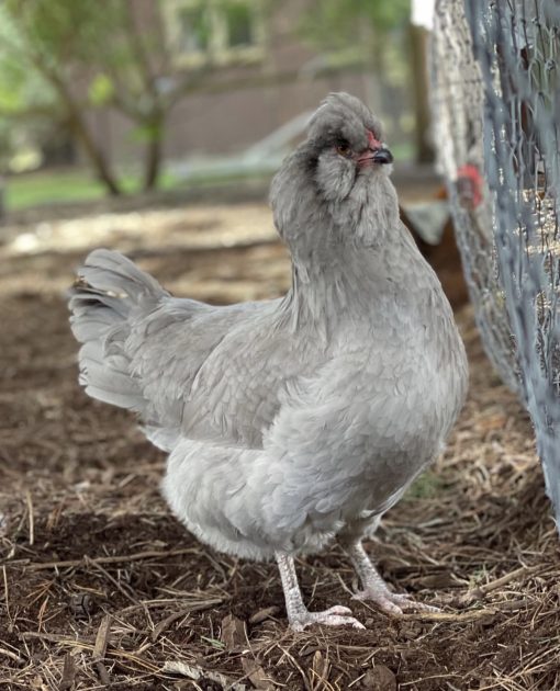 Lavender Araucana