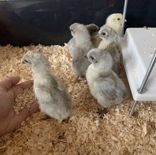 Lavender Araucana - Image 4